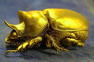 goldbug